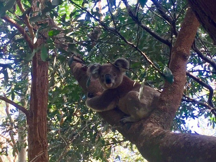 Koala2