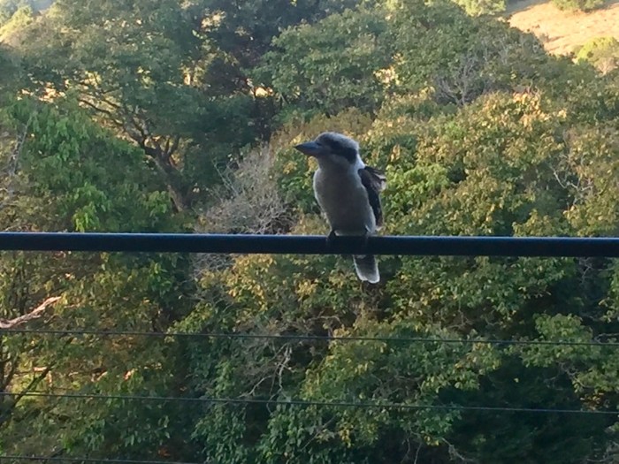 Kookaburra