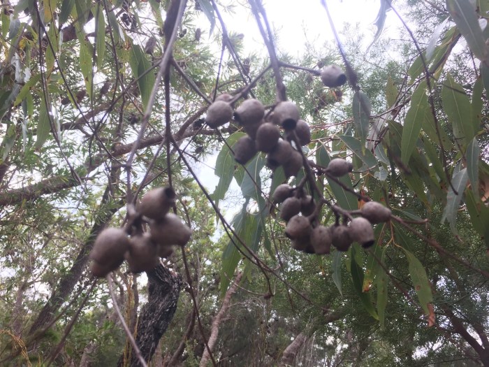 Noosa nationalpark 3