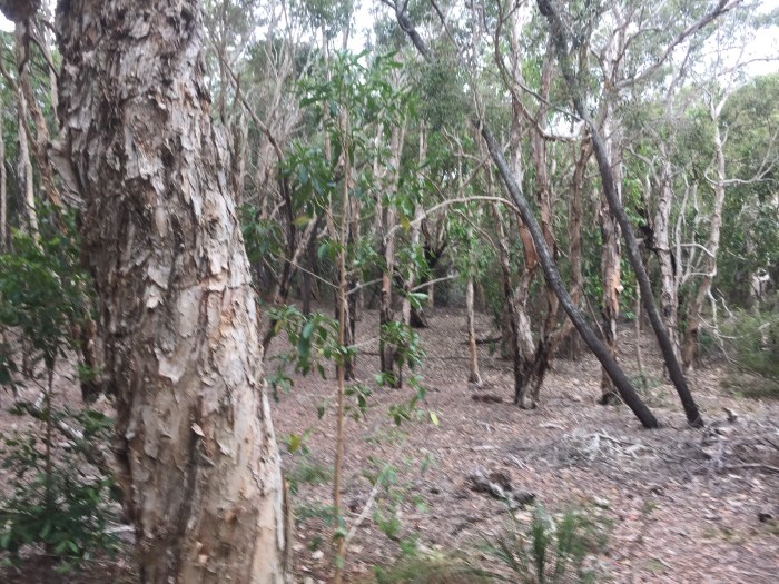 Noosa nationalpark 5