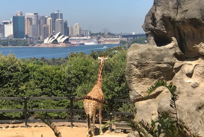 TARONGA ZOO 1