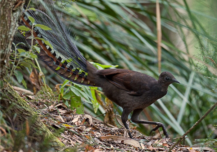 Lyrebirds