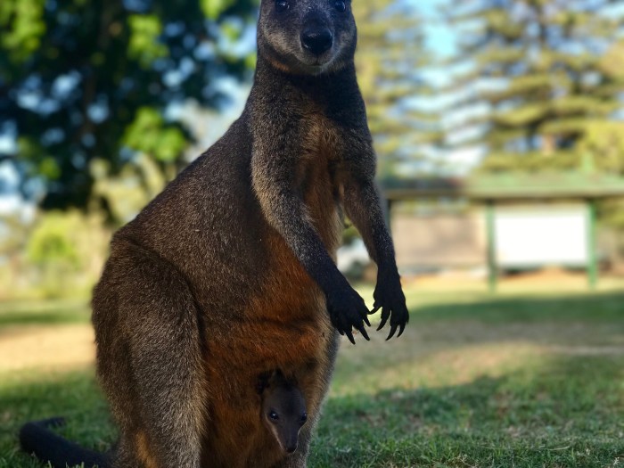 Wallaby 3