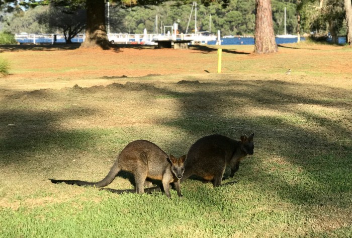 Wallaby 4
